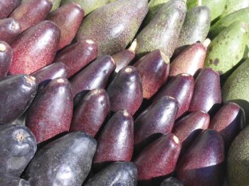 fruit avocat maison